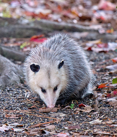 Virginia Opossum
