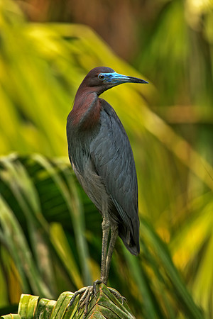 Little Blue Heron