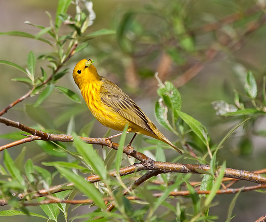 Yellow Warbler (M)