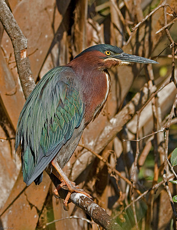 Green Heron