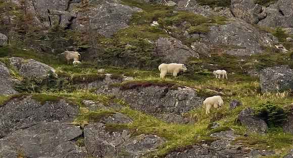 Mountain Goats.