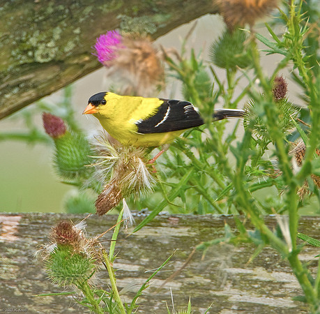 American Goldfinch