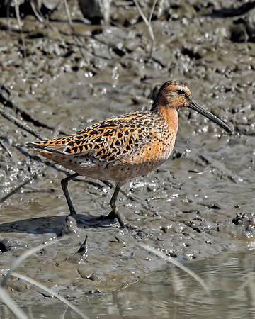 Short-billed Dowitcher (Br)