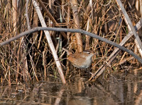 Marsh Wren