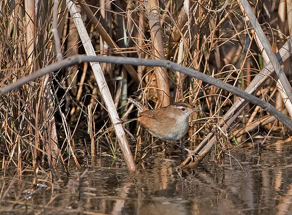 Marsh Wren