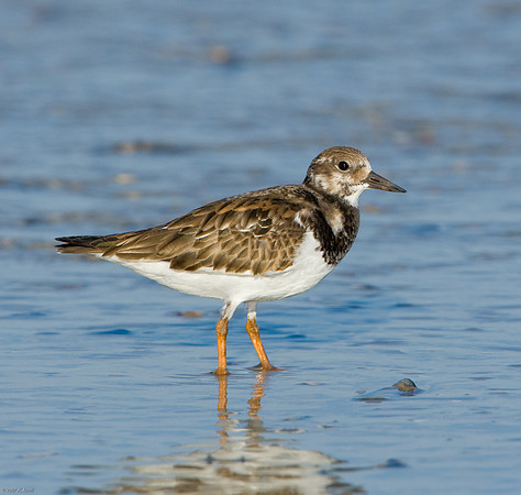 Ruddy Turnstone