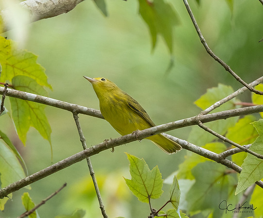 Yellow Warbler (F)