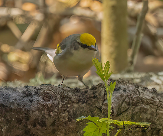 Golden-wingwd Warbler