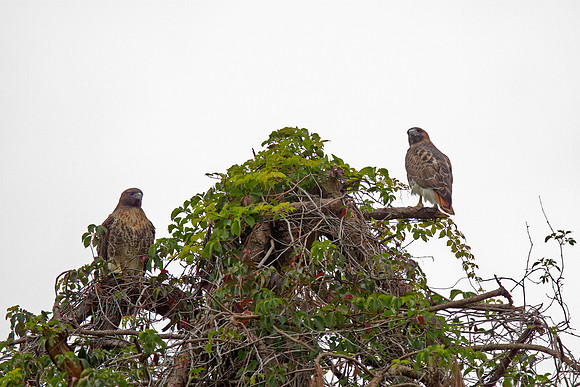 Red-tailed Hawk