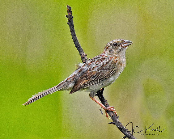 Bachman's Sparrow