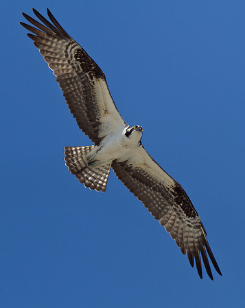 Osprey