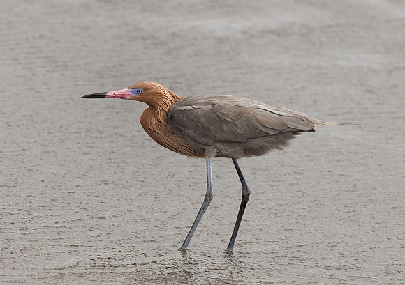 Reddish Egret