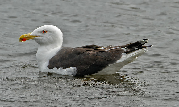 Great Black-backed Gull