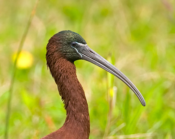 Glossy Ibis