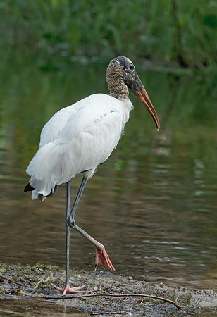 Wood Stork