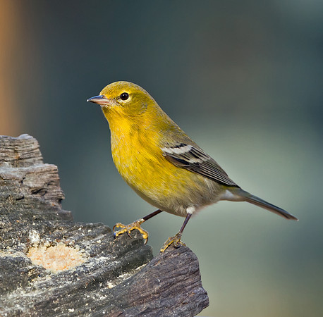 Pine Warbler