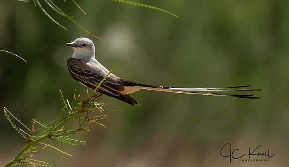 Scissor-tailed Flycatcher