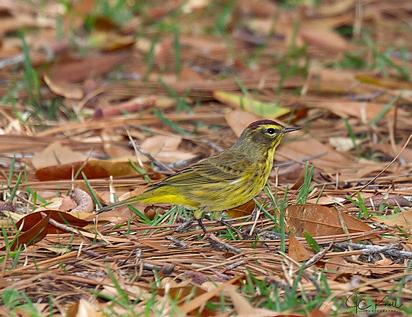 Palm Warbler
