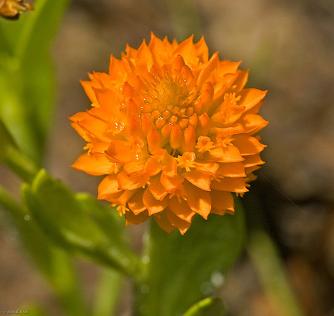 Bog Bachelor Button