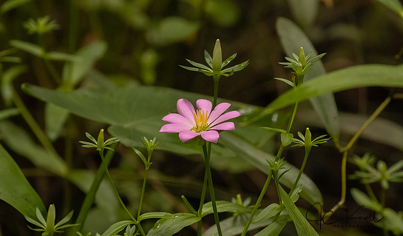 Rose-pink Sabatia